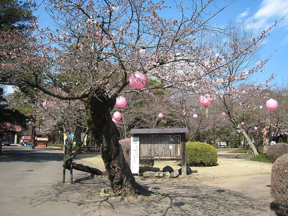 Oyama