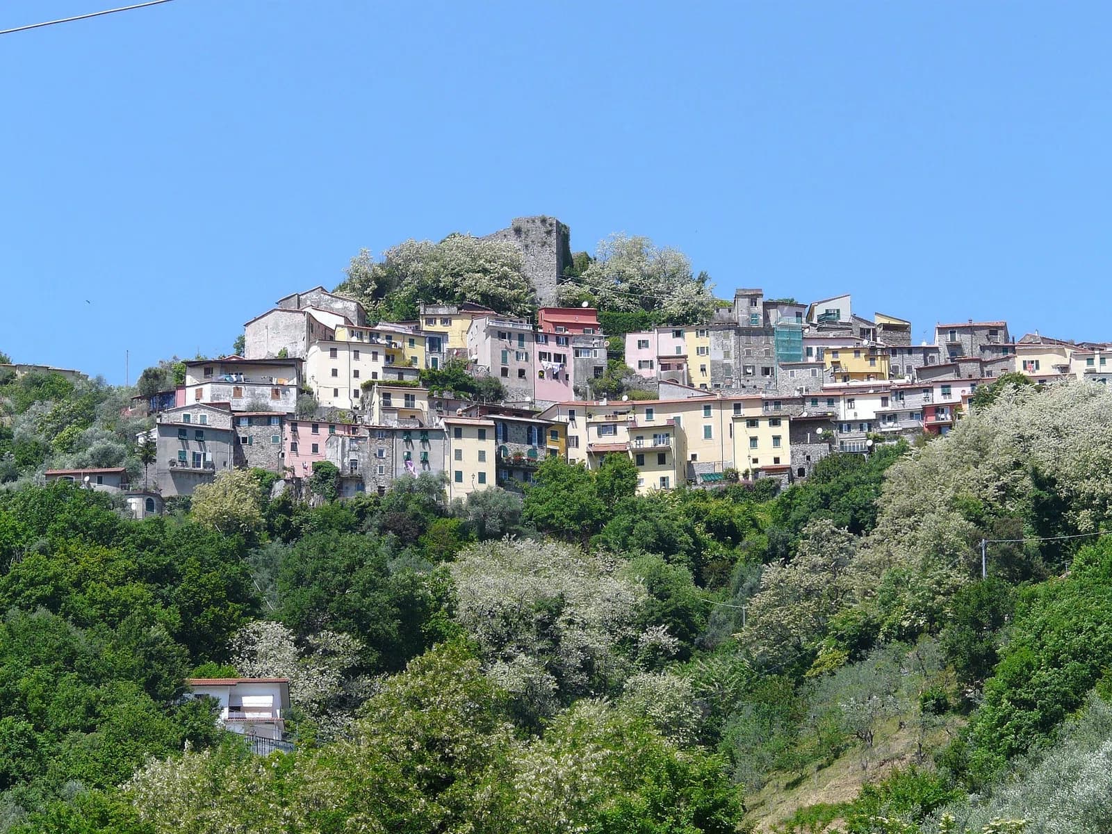 Trebiano