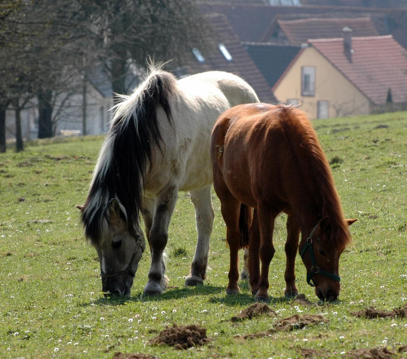 Maisbach