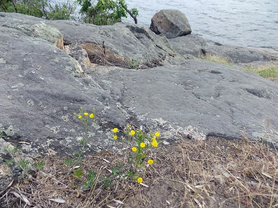 Keleberda