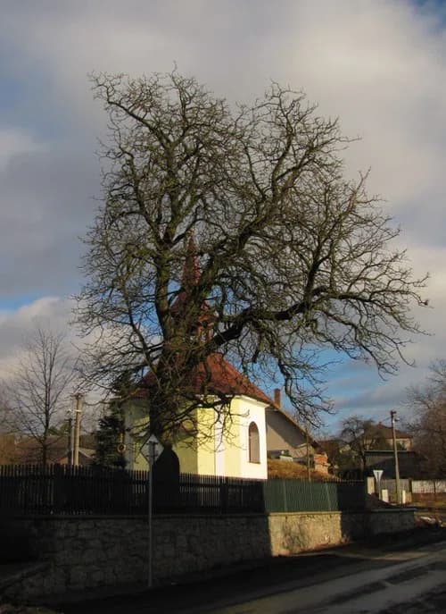 Olešná