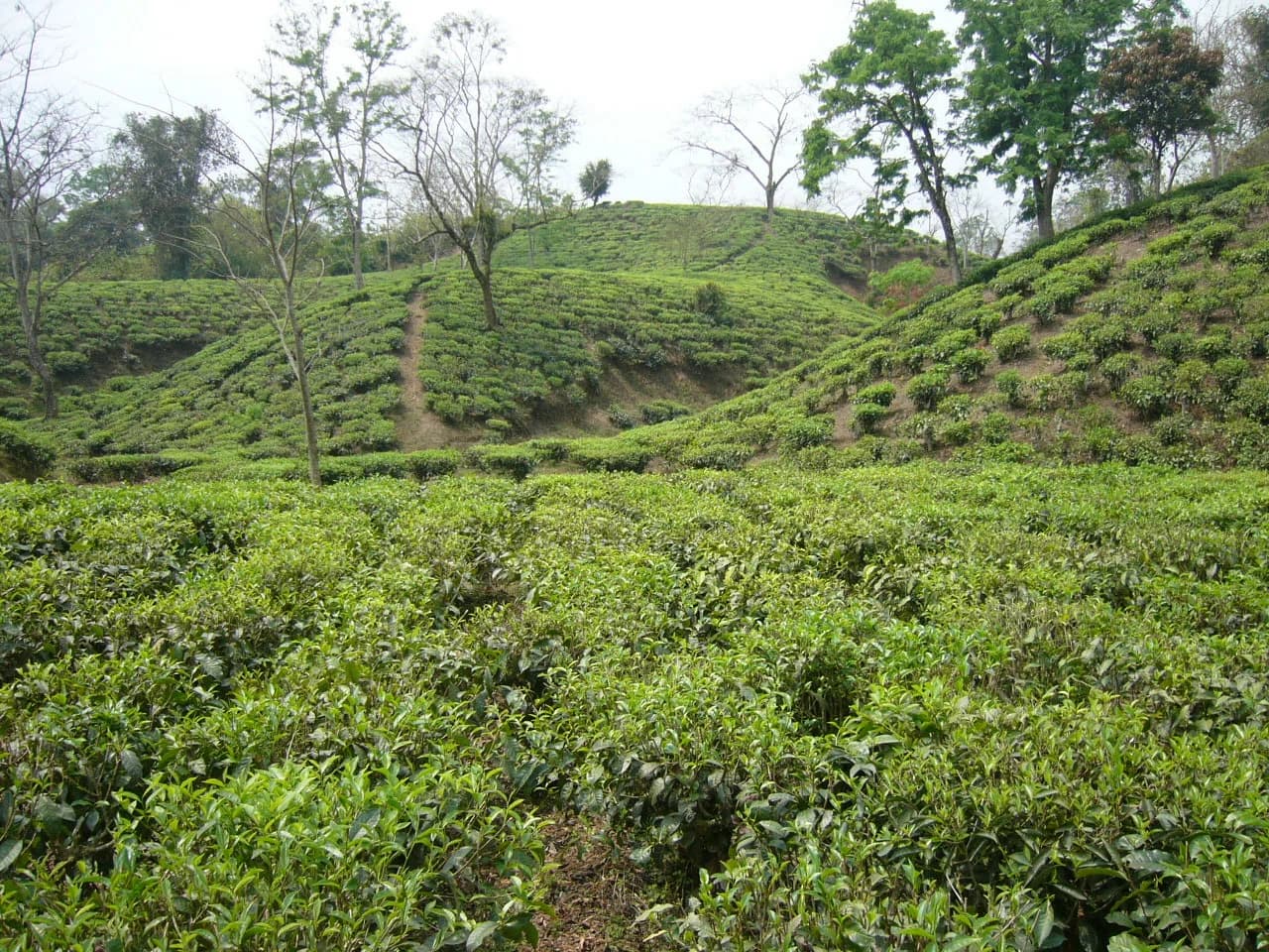 Sylhet Division
