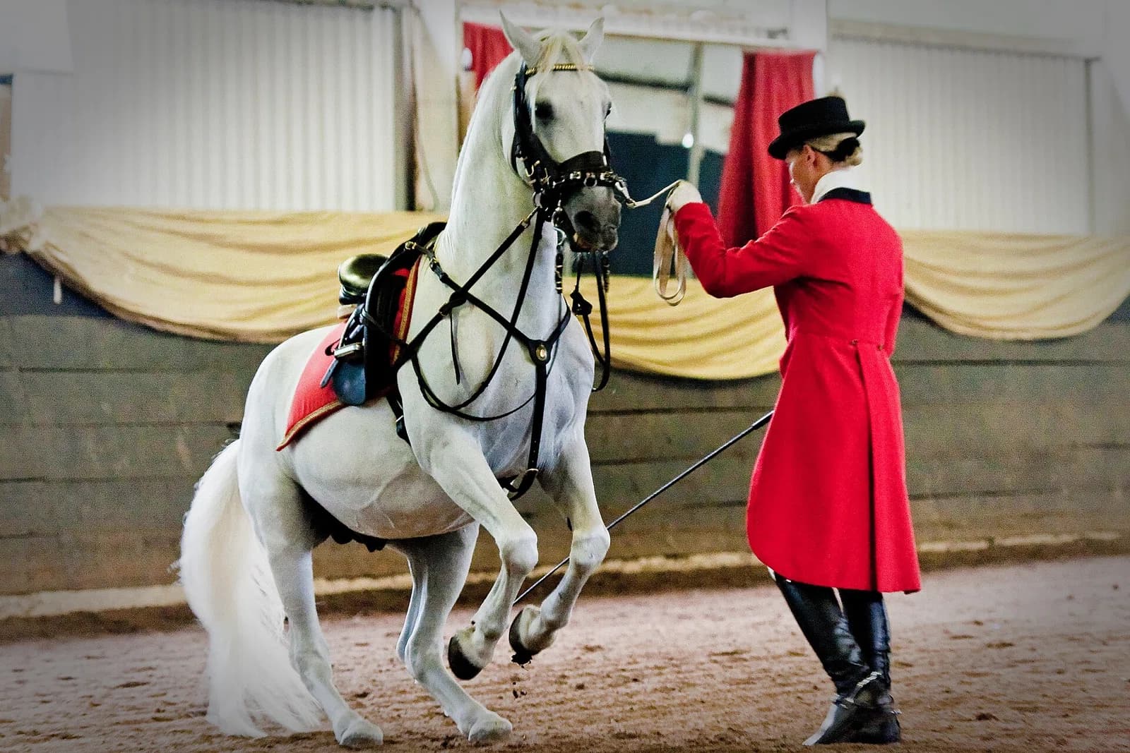 horse trainer