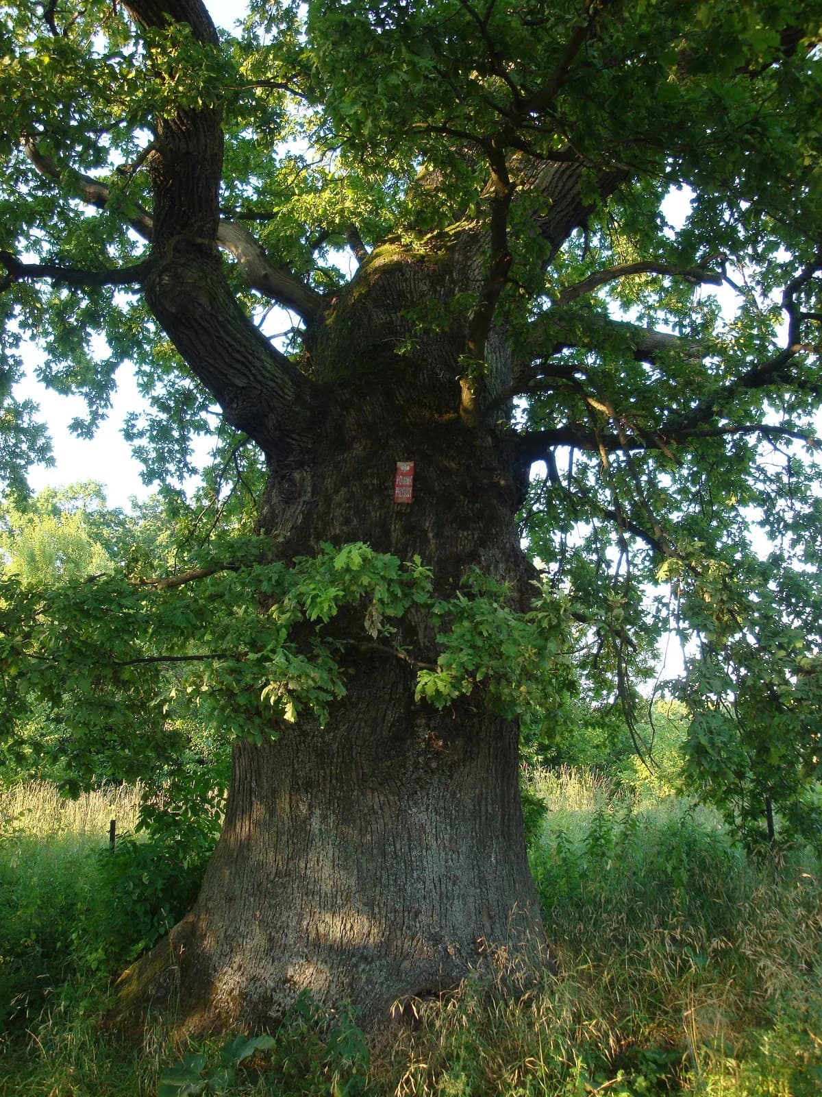 Rumsko