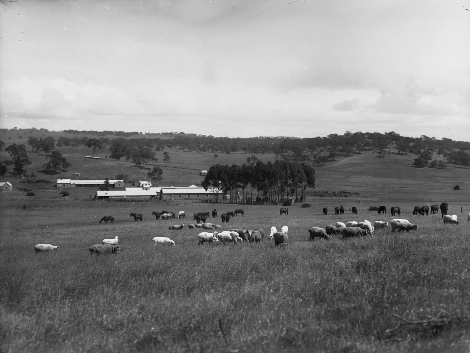 Bungaree