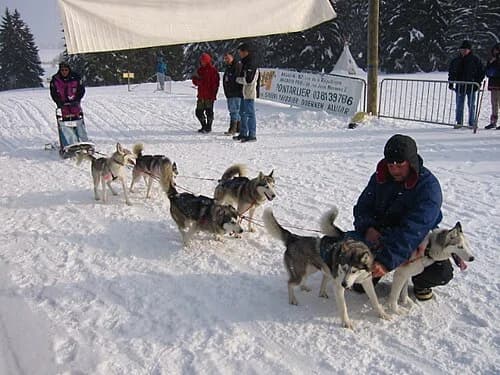dogsled musher