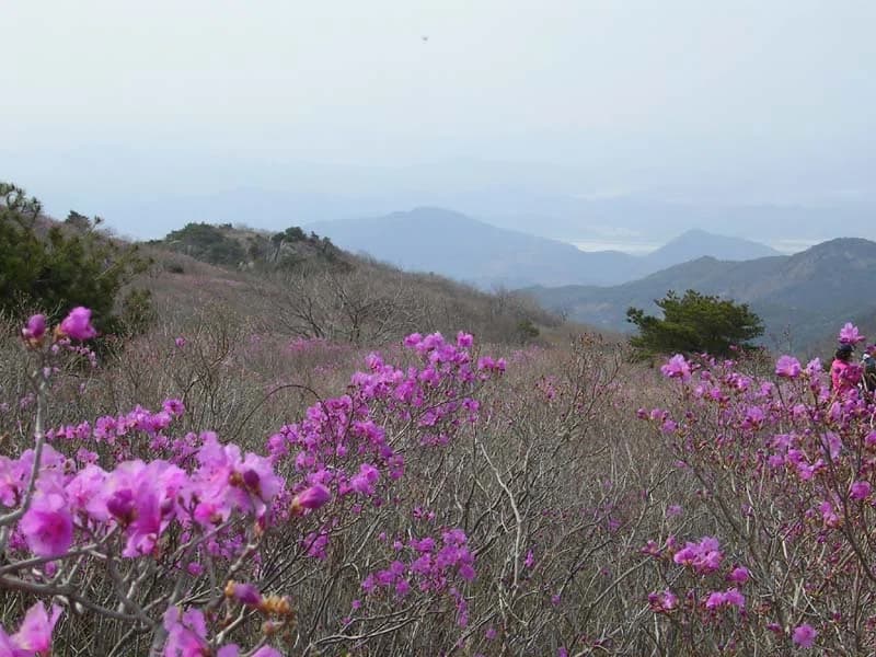 Dalseong County