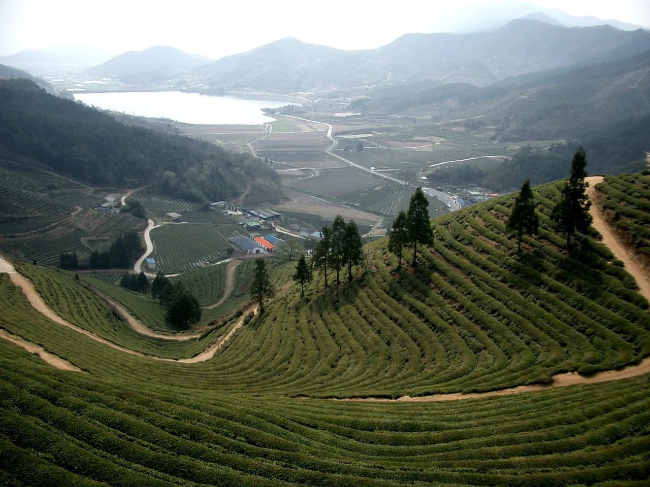 Boseong County
