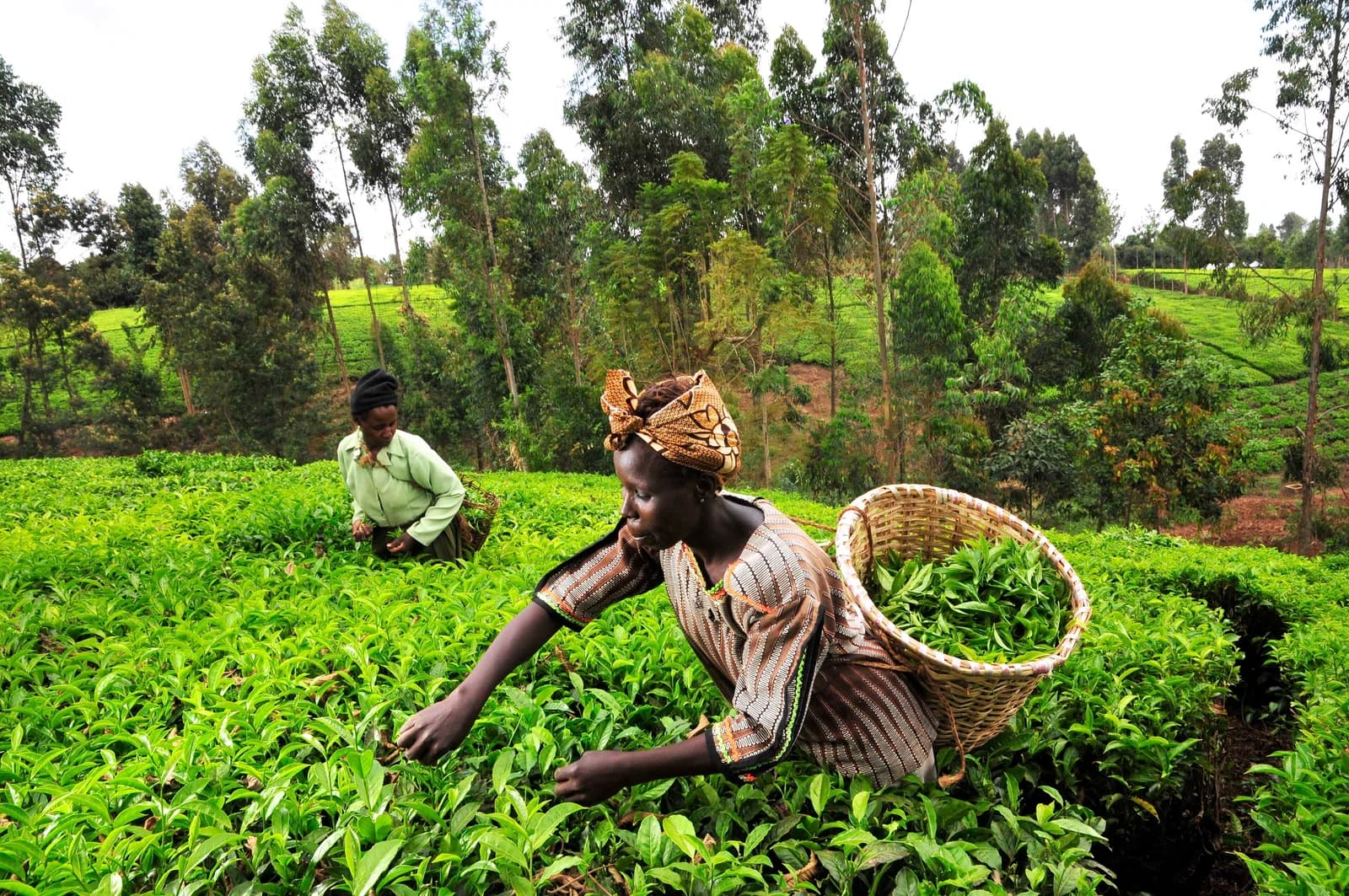 farmworker