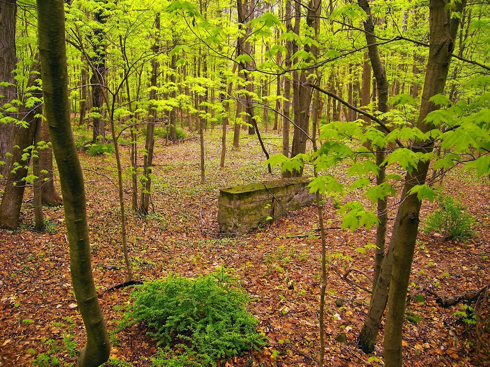Delaware Township