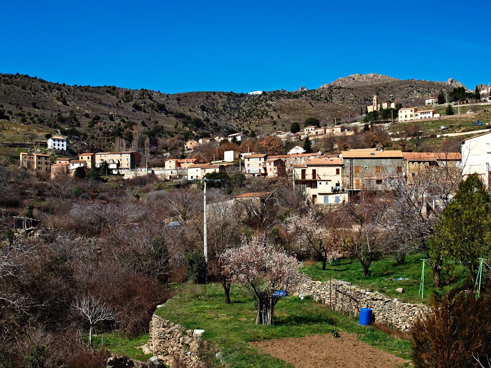 Corscia