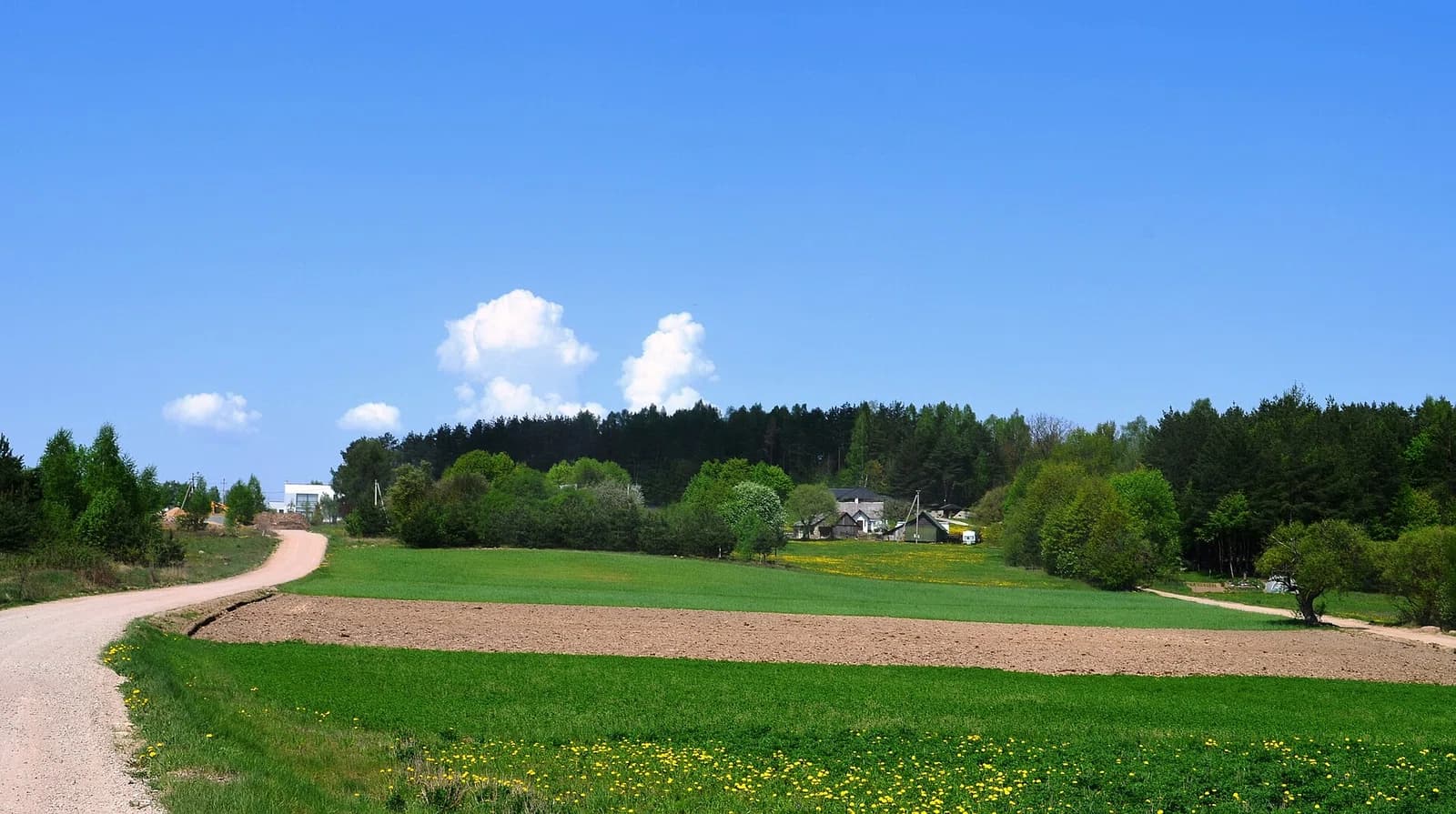 Bajorai