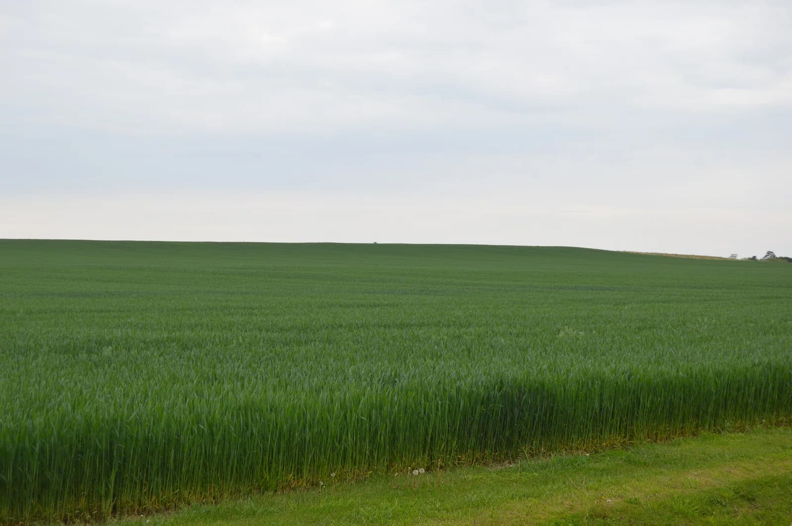 York Township