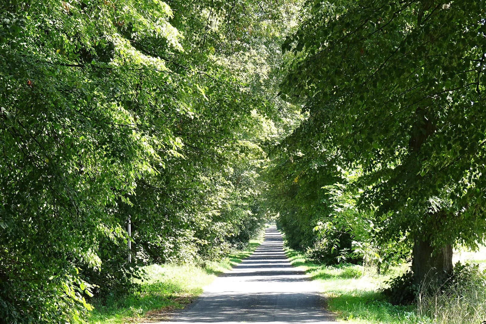 Charlęż