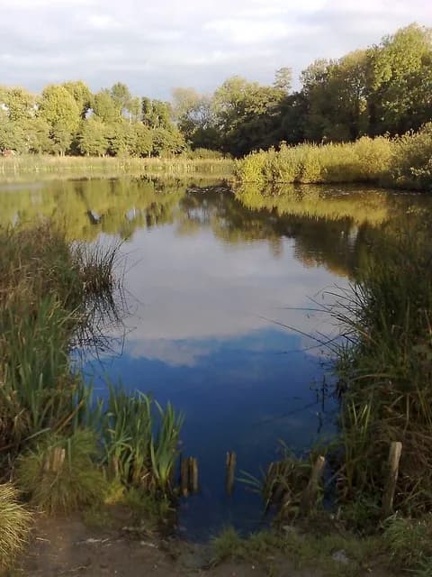 Ifield