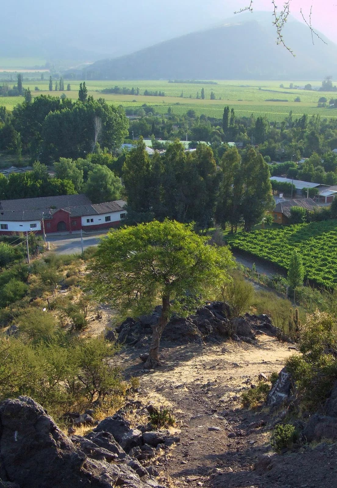 Pocuro
