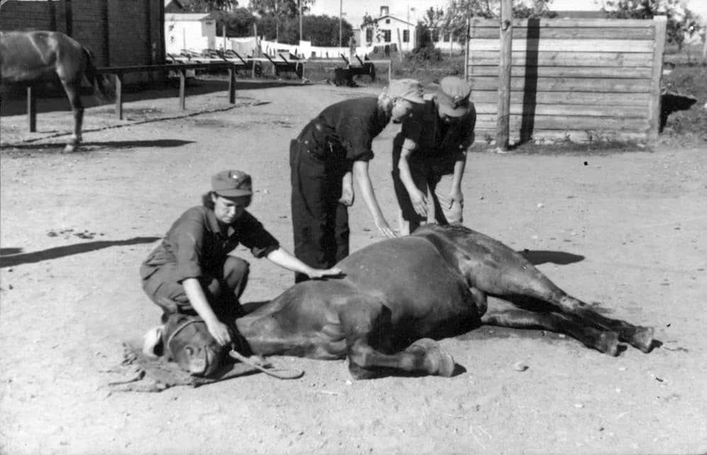 paraveterinary worker