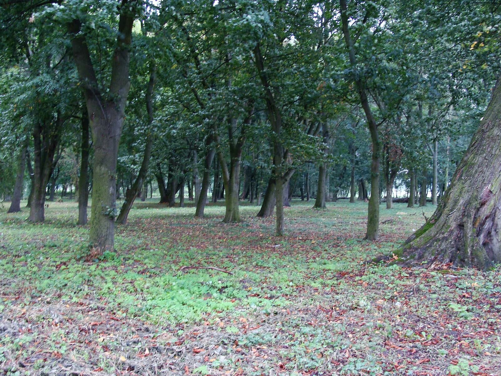 Kobylniki