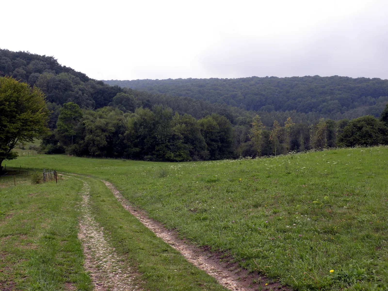 Forest of Argonne