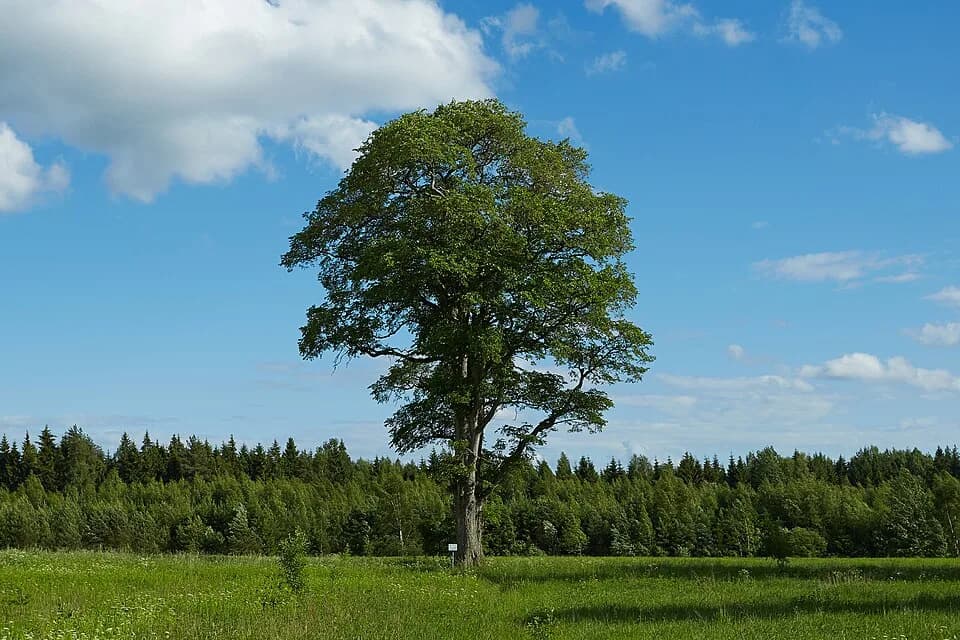 Varstu Rural Municipality