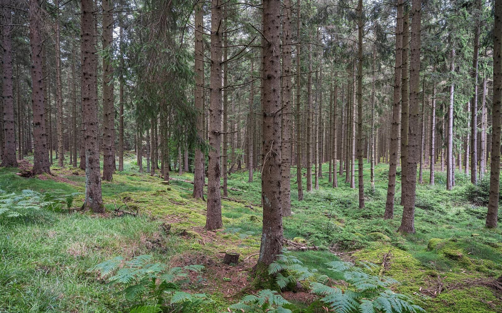 Almindingen