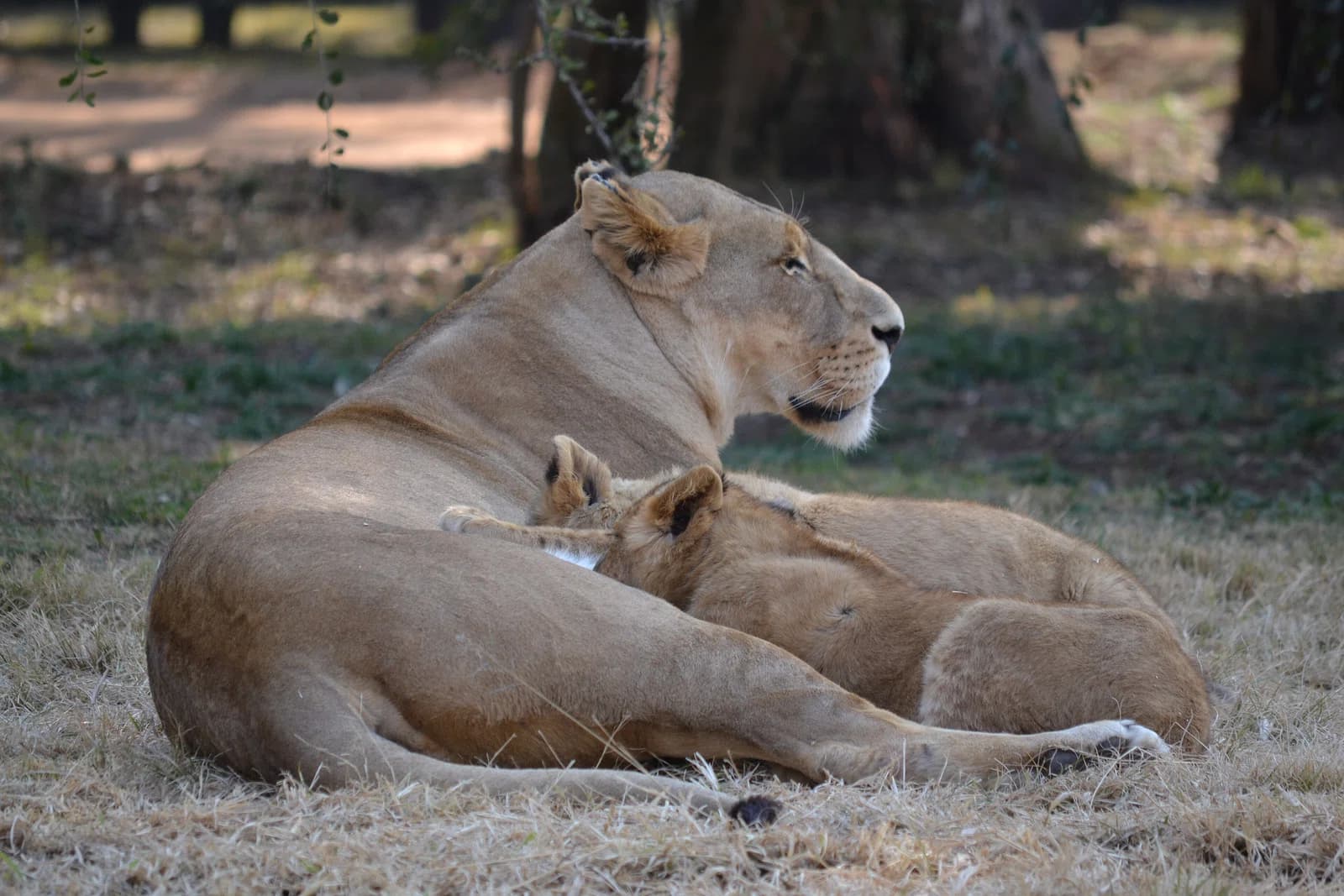 Lion & Safari Park