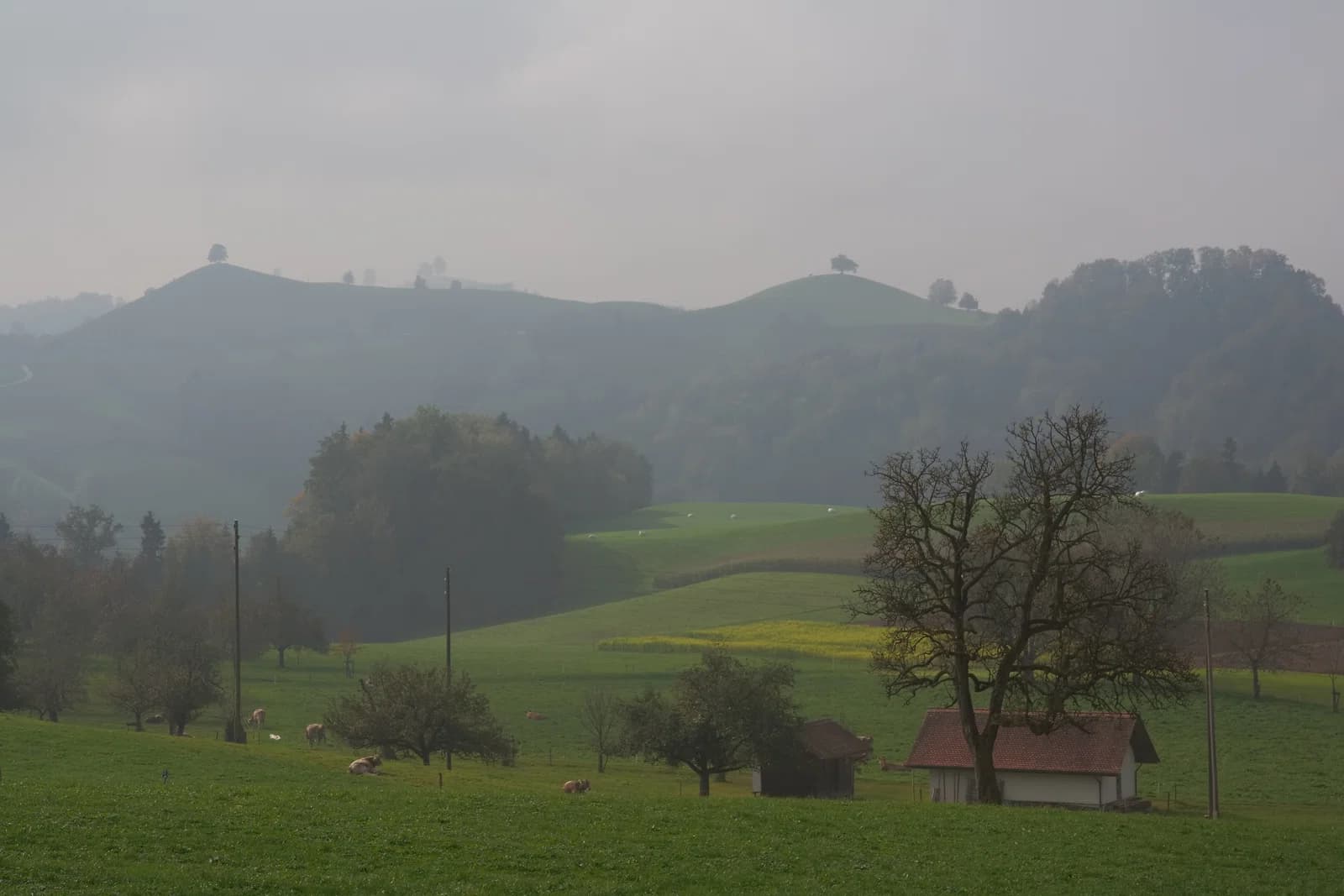 Hirzel