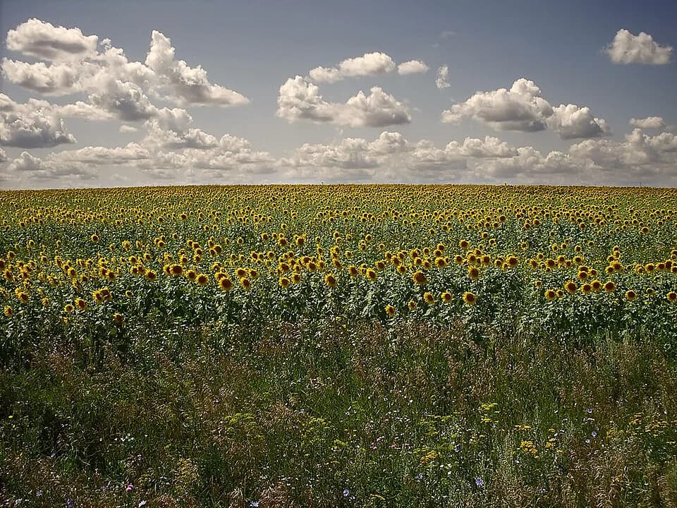 Petrovsky District
