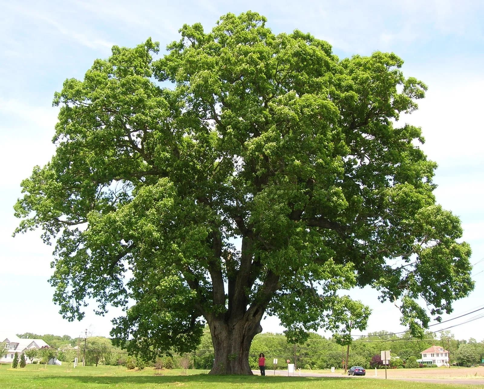 Mansfield Township