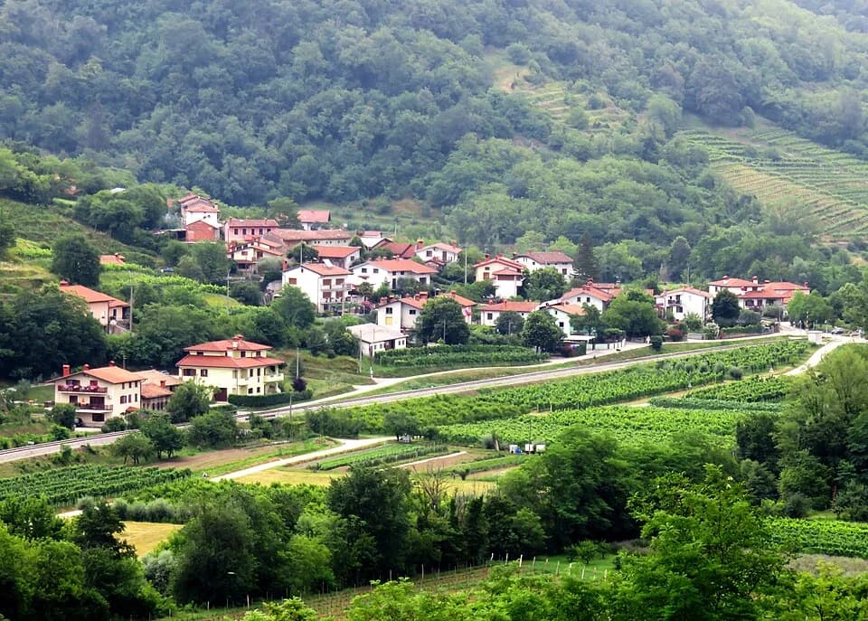 Saksid