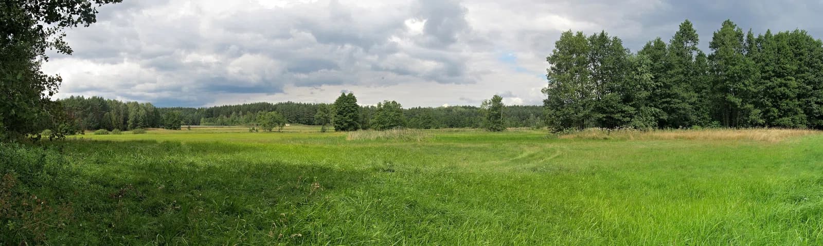Osowo Leśne