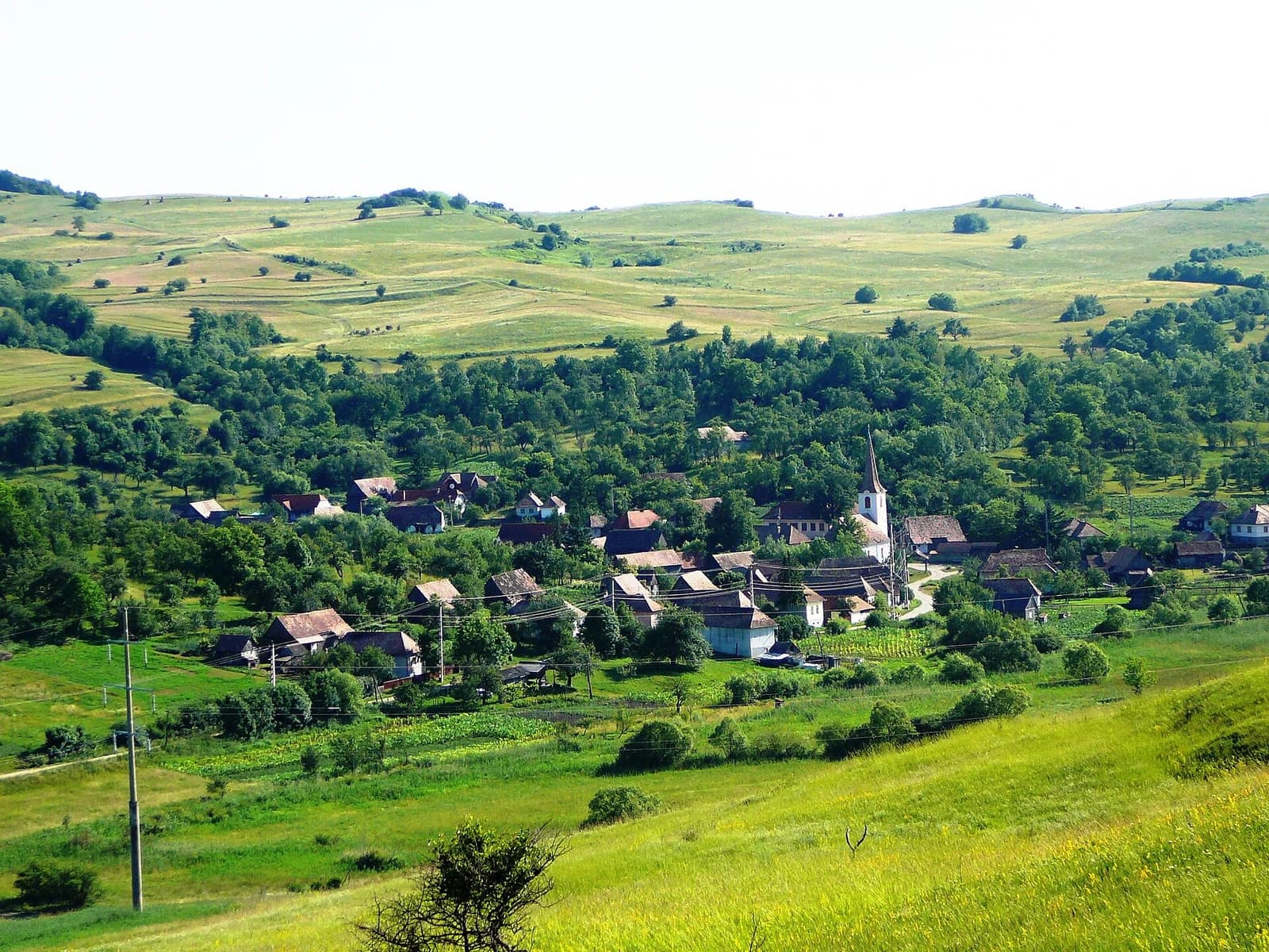 Nicoleni