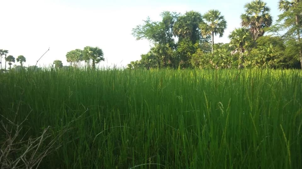Svay Rieng Province