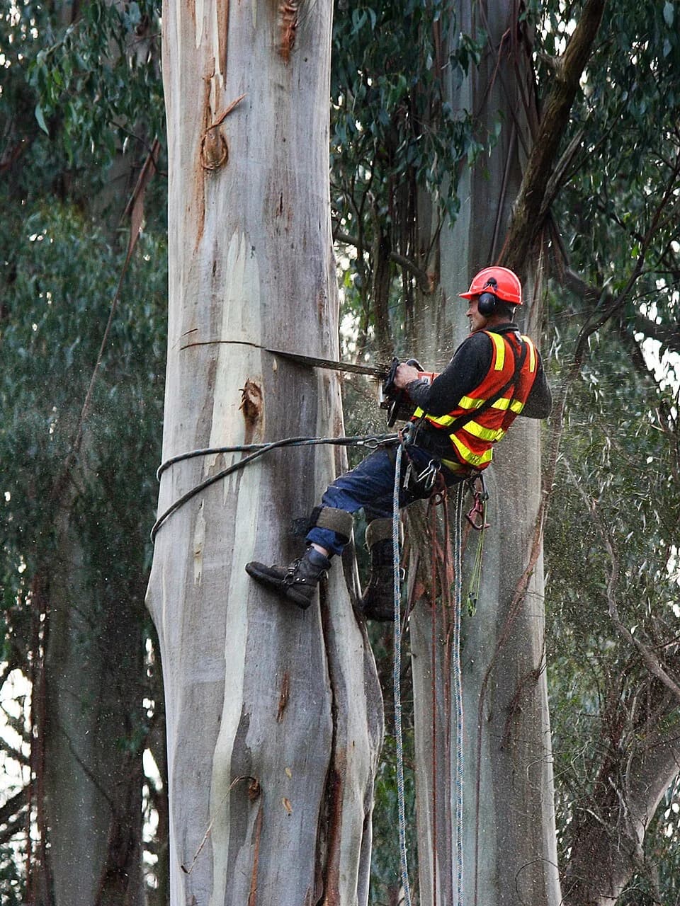 arborist