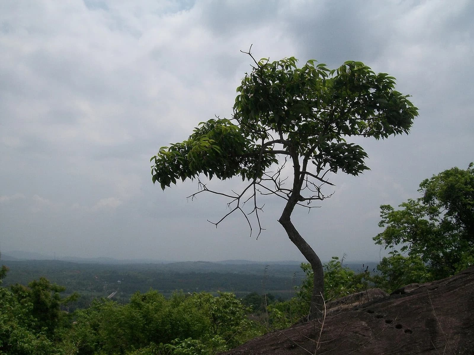 Thiruvilwamala Grama Panchayat