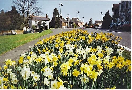 Westcott