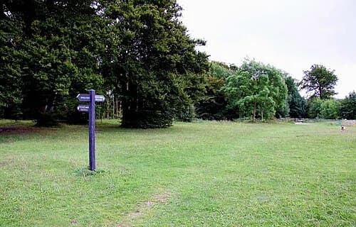 Whiteleaf