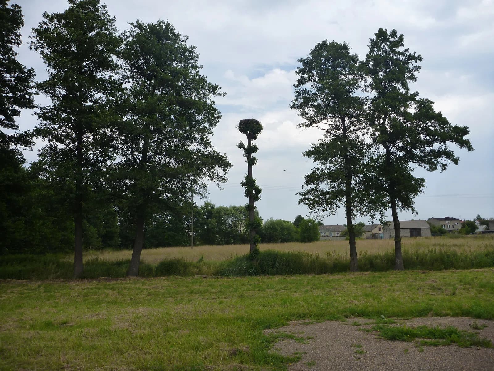 Widzów