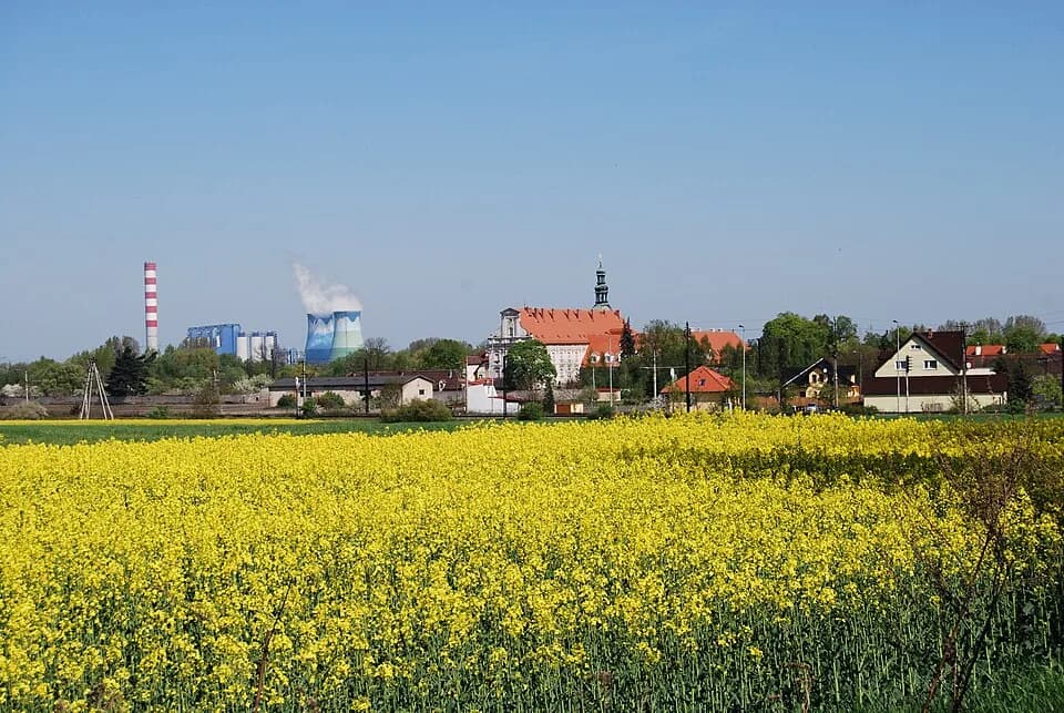 Czarnowąsy