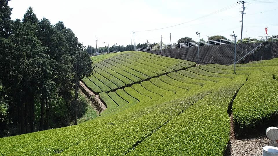 Makinohara