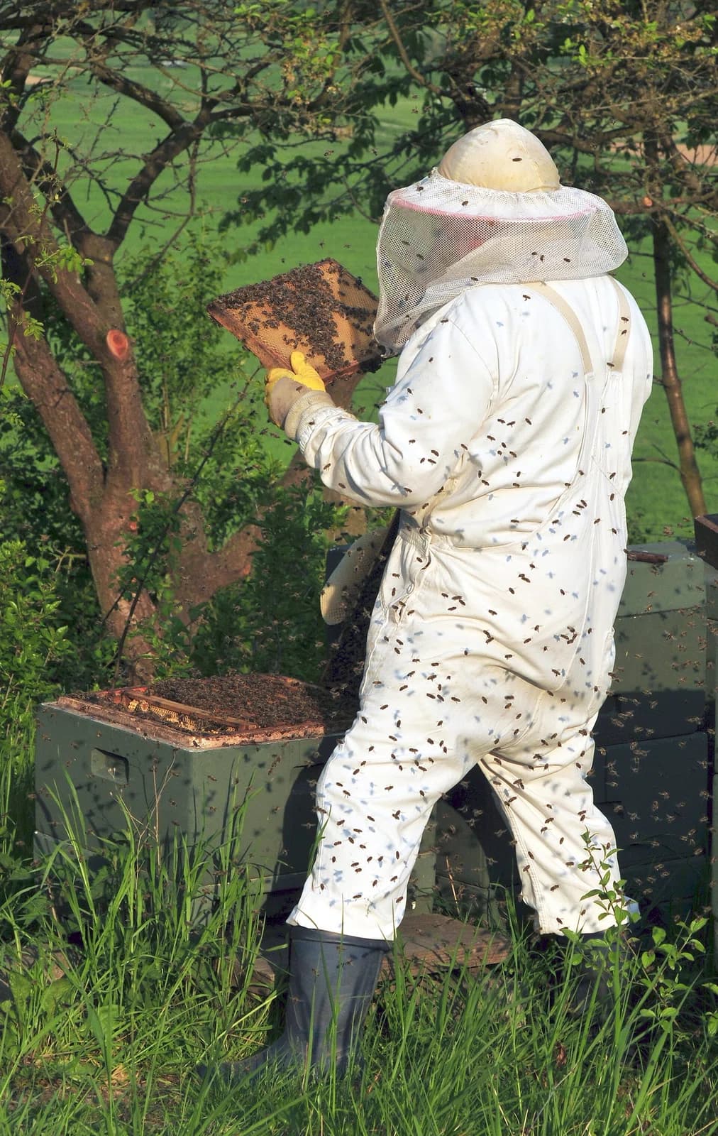 beekeeper