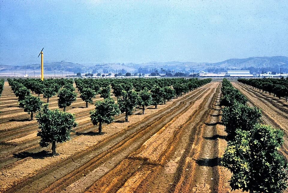 Placentia
