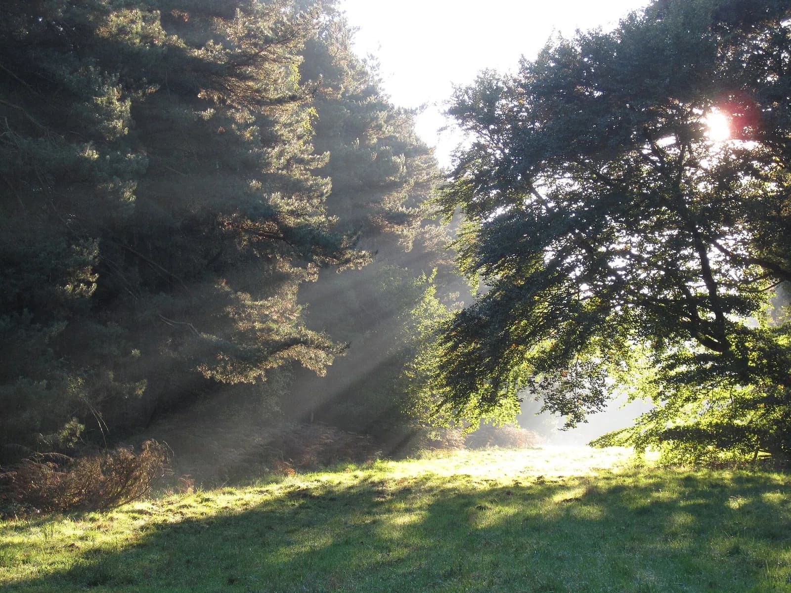 Klever Reichswald