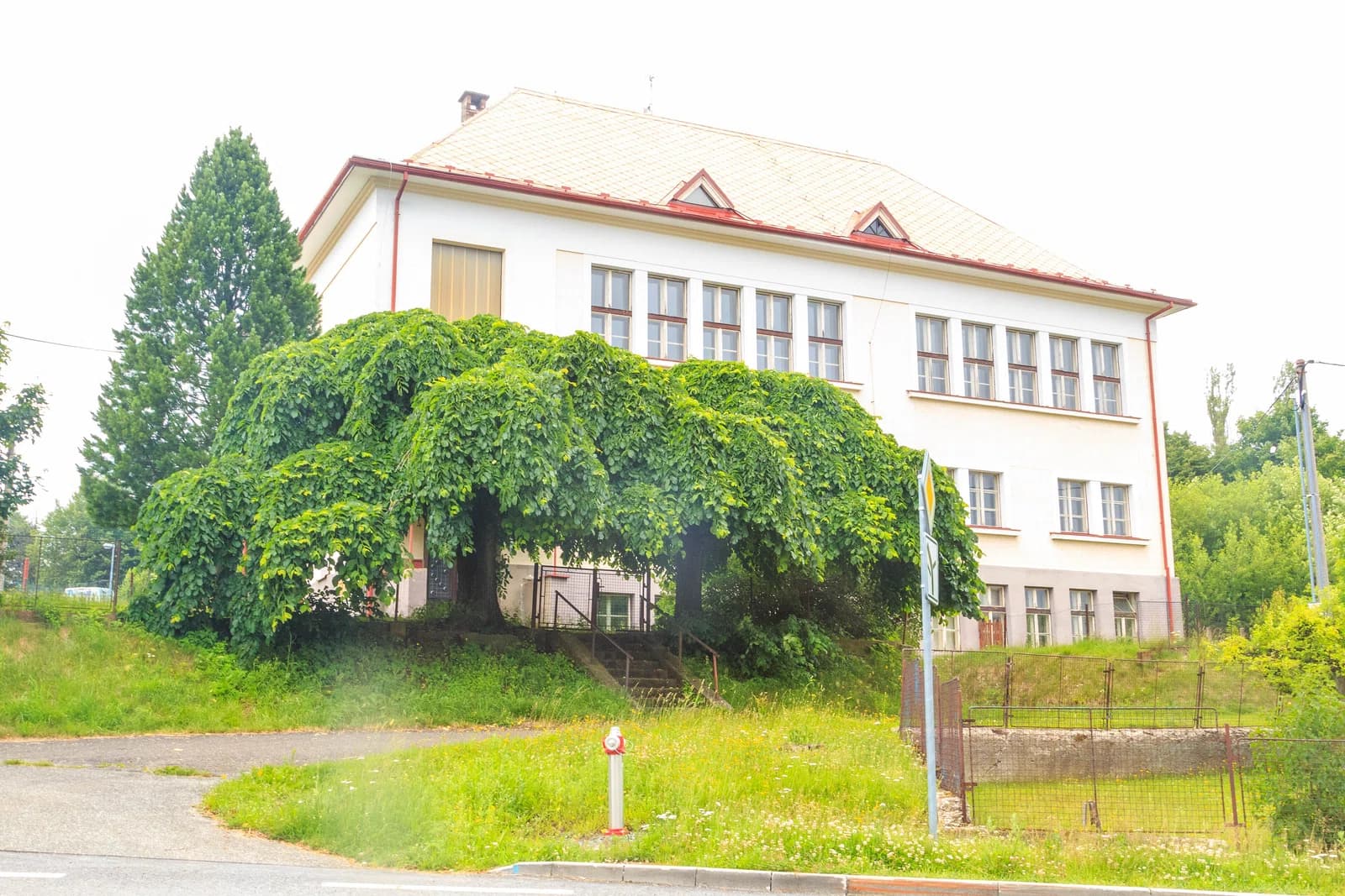 Borová