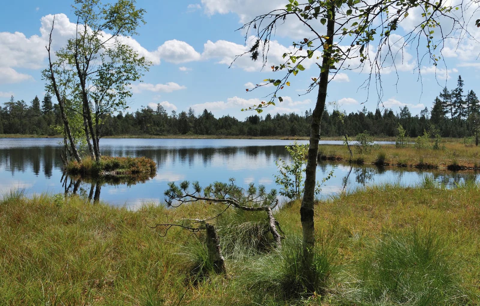 Wildsee