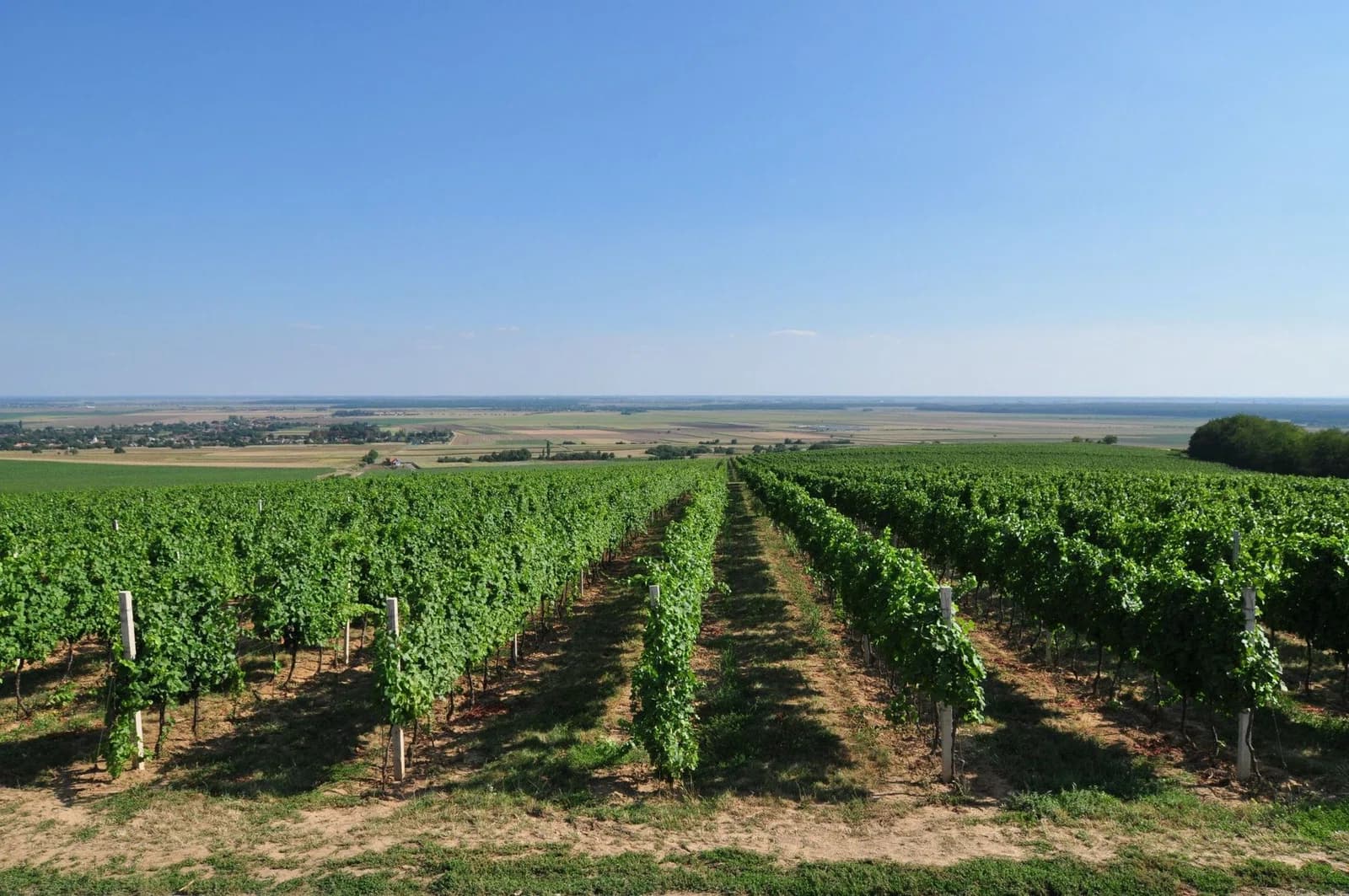 Zmajevac (Kneževi Vinogradi)