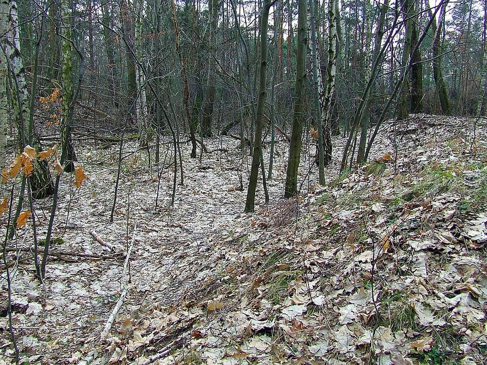Antoninów