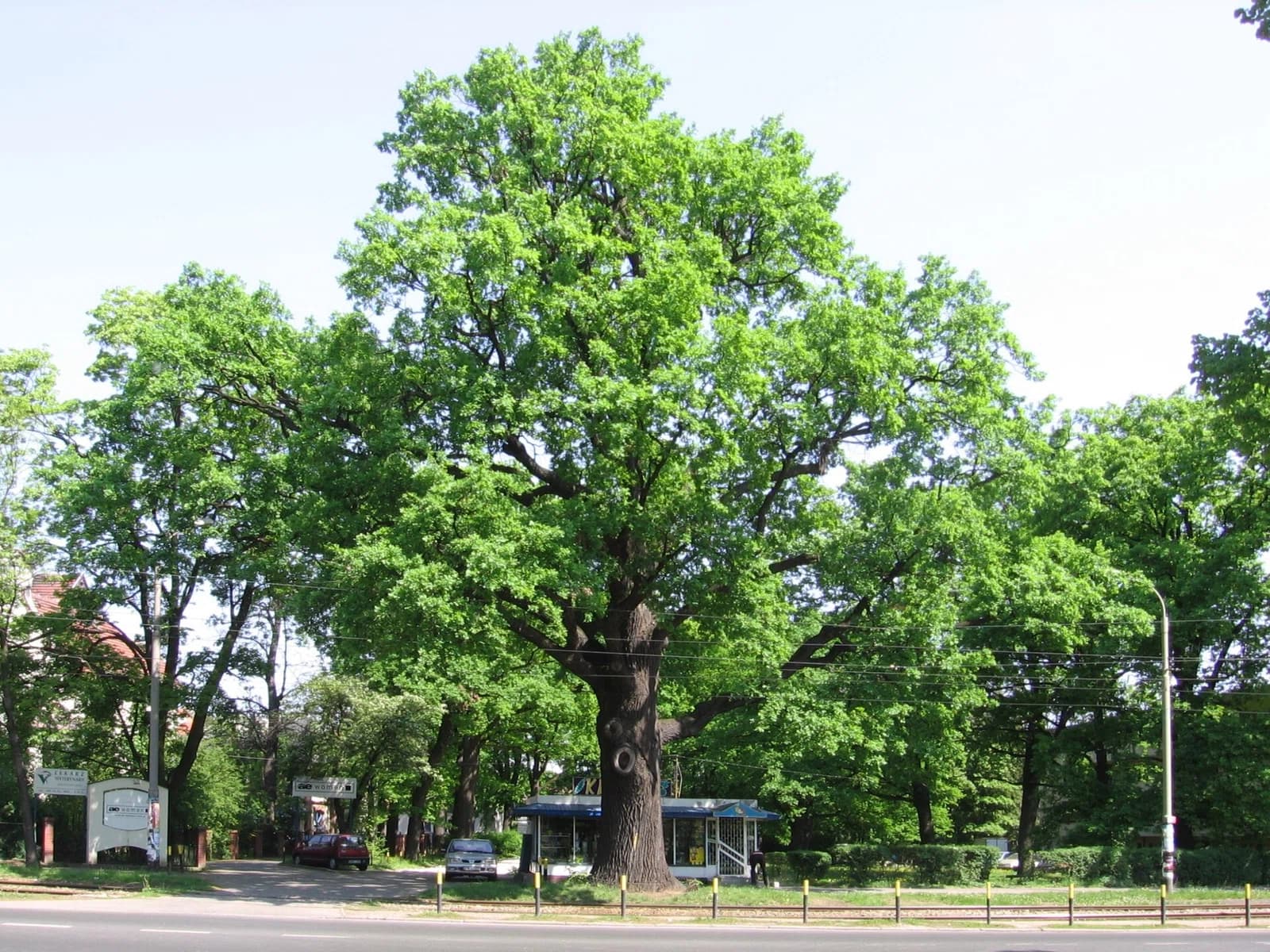 Dąbie