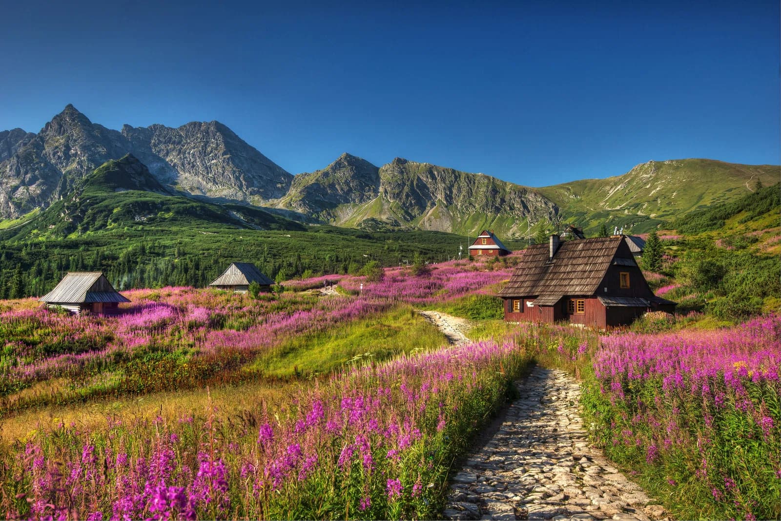 tatra pasture Gąsienicowa