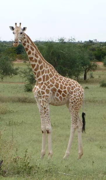 Kouré